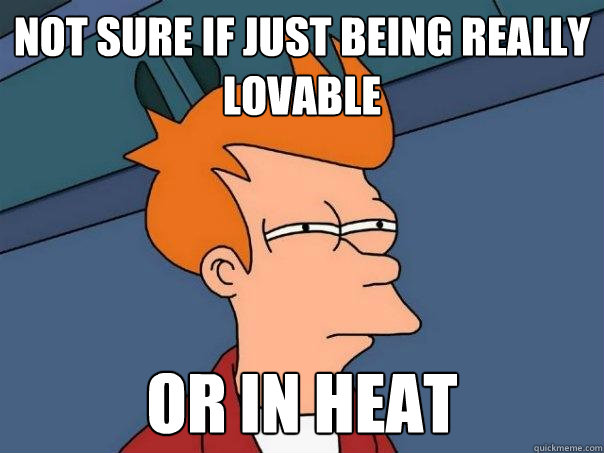 Not sure if just being really lovable Or in heat  Futurama Fry