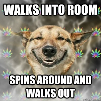 walks into room spins around and walks out  Stoner Dog