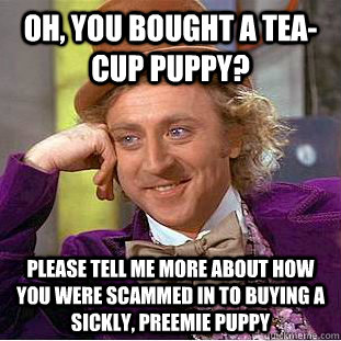 Oh, you bought a tea-cup puppy? Please tell me more about how you were scammed in to buying a sickly, preemie puppy - Oh, you bought a tea-cup puppy? Please tell me more about how you were scammed in to buying a sickly, preemie puppy  Condescending Wonka