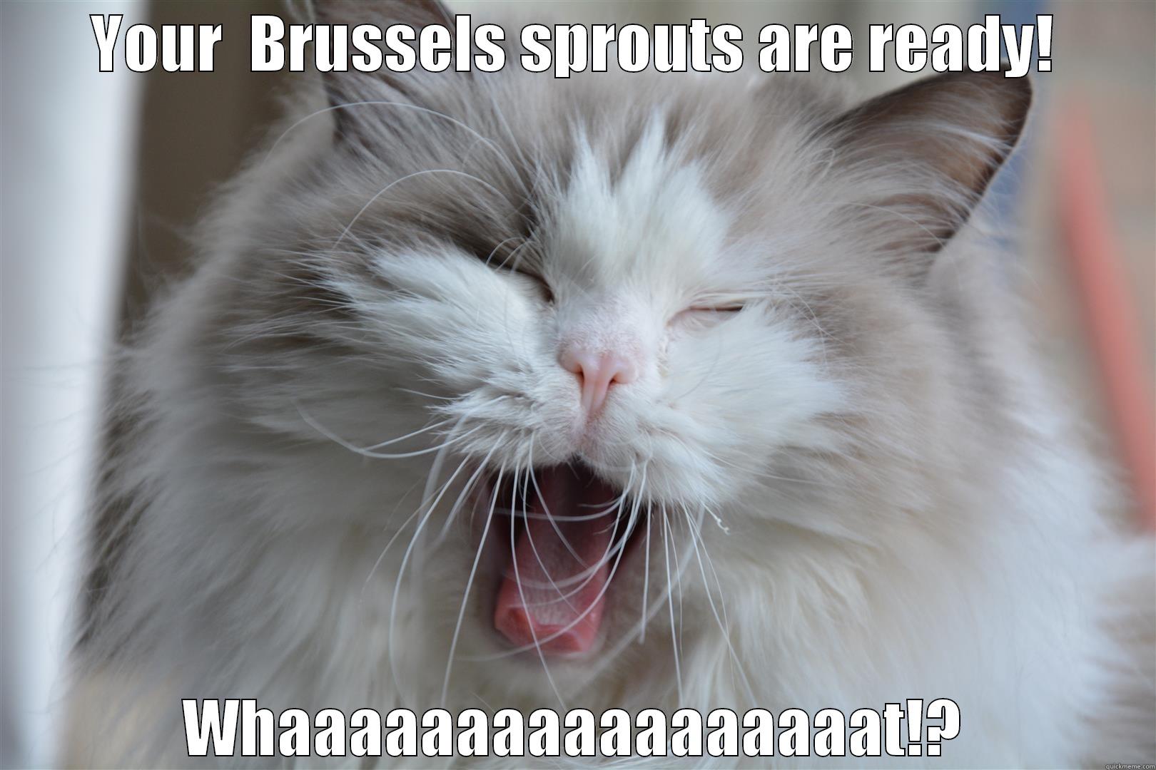  Brussels sprouts cat - YOUR  BRUSSELS SPROUTS ARE READY! WHAAAAAAAAAAAAAAAAAT!? Misc