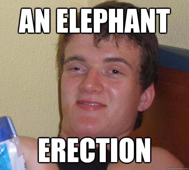 an elephant erection  10 Guy