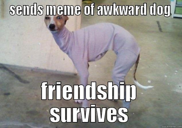 Awkward Dog - SENDS MEME OF AWKWARD DOG FRIENDSHIP SURVIVES Misc