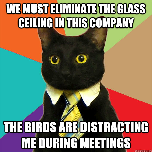 we must eliminate the glass ceiling in this company the birds are distracting me during meetings  Business Cat