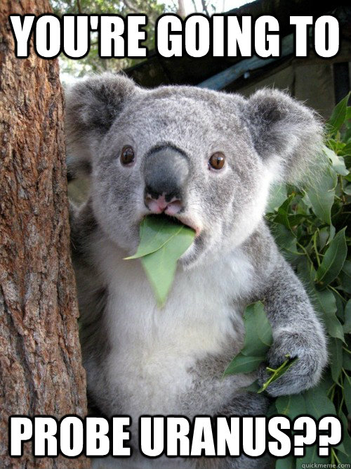 You're going to  probe Uranus??  koala bear