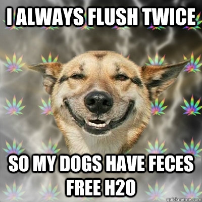 I always flush twice So my dogs have feces free H2O  Stoner Dog