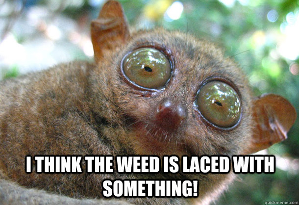 I think the weed is laced with something!  Cracked out bush baby