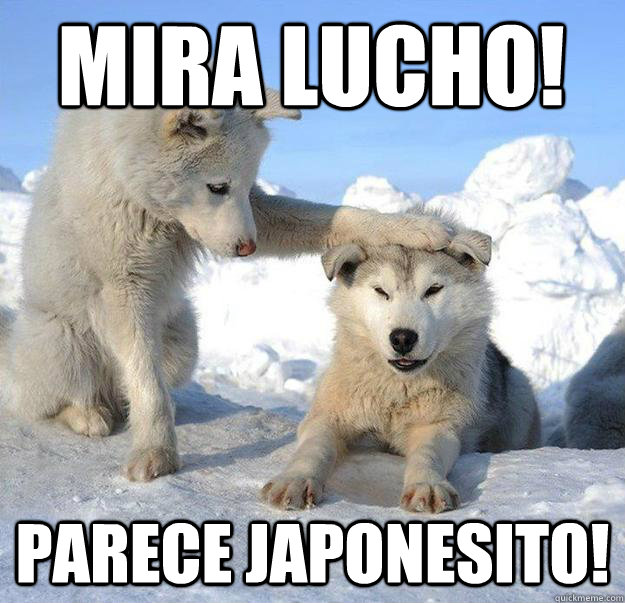 Mira lucho!
 parece japonesito!  Caring Husky