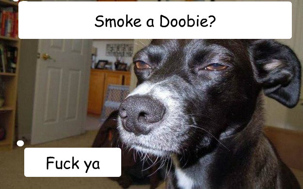 Smoke a Doobie? Fuck ya  - Smoke a Doobie? Fuck ya   420 dog