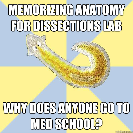 Memorizing anatomy for dissections lab Why does anyone go to med school?  Bio Major Planarian