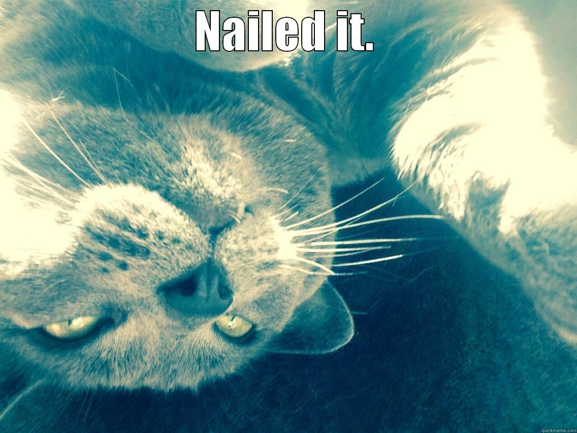 Bad Kitty -  NAILED IT. Misc