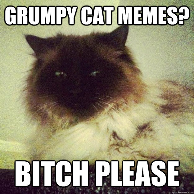grumpy cat memes? bitch please - grumpy cat memes? bitch please  sly cat