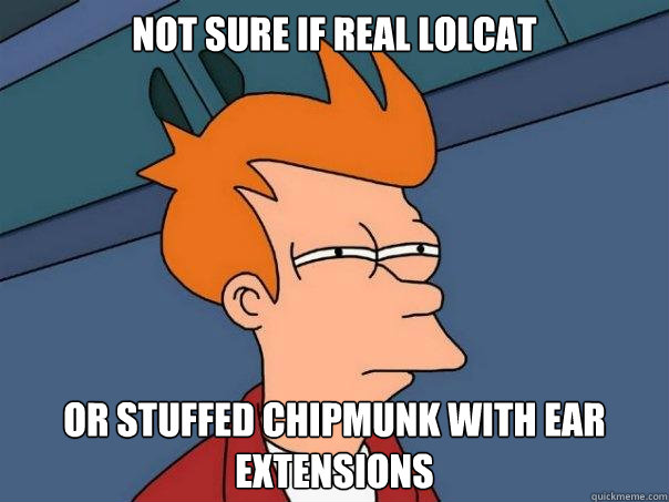 not sure if real lolcat or stuffed chipmunk with ear extensions - not sure if real lolcat or stuffed chipmunk with ear extensions  Futurama Fry