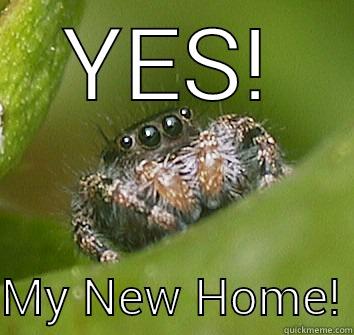 YES!  MY NEW HOME! Misunderstood Spider