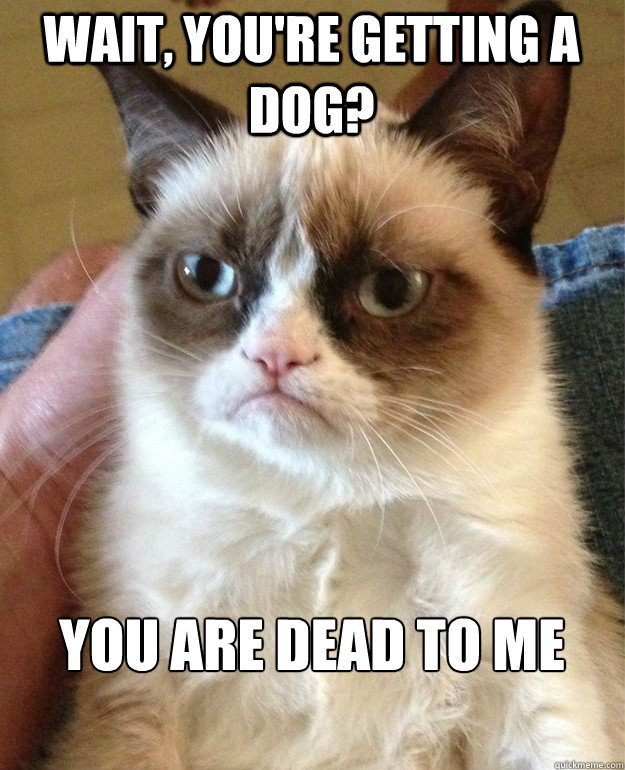 Wait, you're getting a dog? you are dead to me  Grumpy Cat