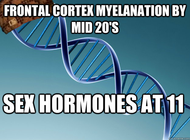 Frontal cortex myelanation by mid 20's sex hormones at 11  Scumbag Genetics