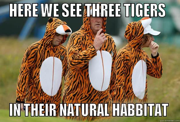 hsdjvc hi - HERE WE SEE THREE TIGERS  IN THEIR NATURAL HABBITAT Misc