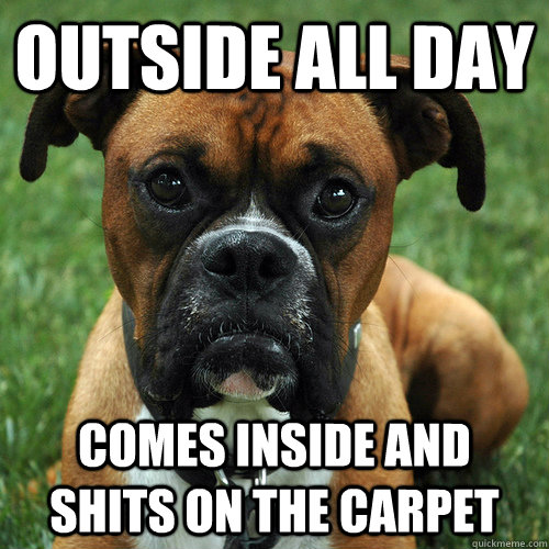 Outside all day Comes inside and shits on the carpet  