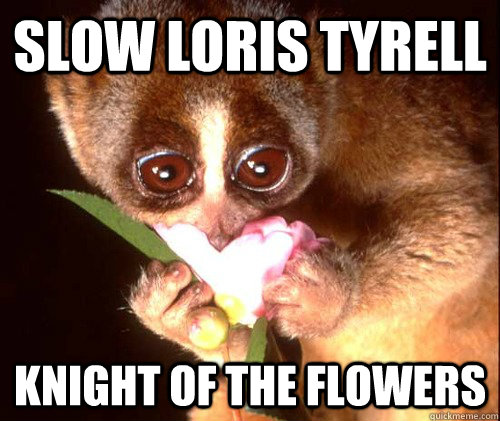 SLOW LORIS TYRELL KNIGHT OF THE FLOWERS  SLOWLORISTYRELL