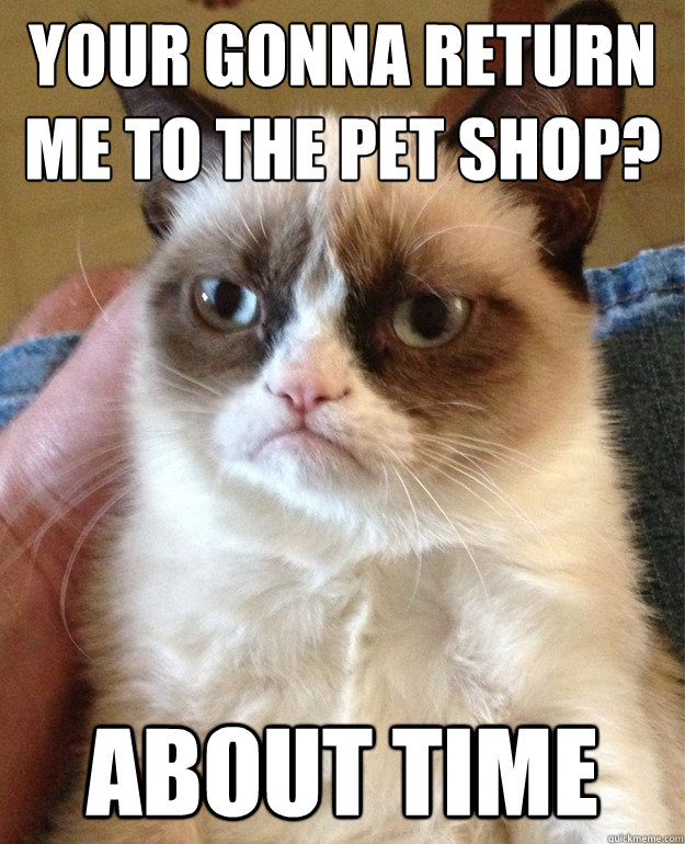 Your gonna return me to the pet shop? About time  Grumpy Cat