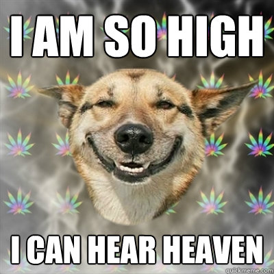 I am so High I can hear heaven  Stoner Dog