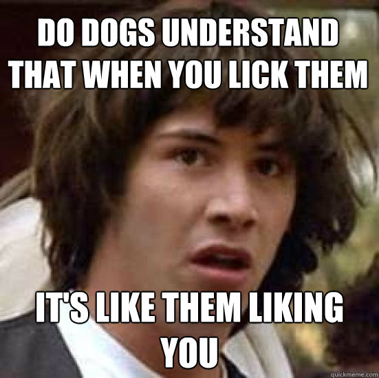 Do dogs understand that when you lick them It's like them liking you  conspiracy keanu