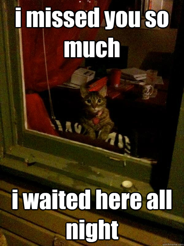 i missed you so much i waited here all night  cute kitty waiting