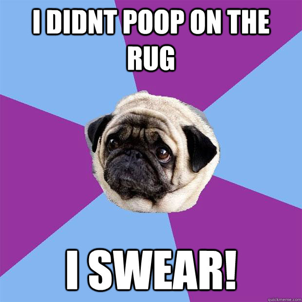 I didnt Poop on the rug I swear!  - I didnt Poop on the rug I swear!   Lonely Pug