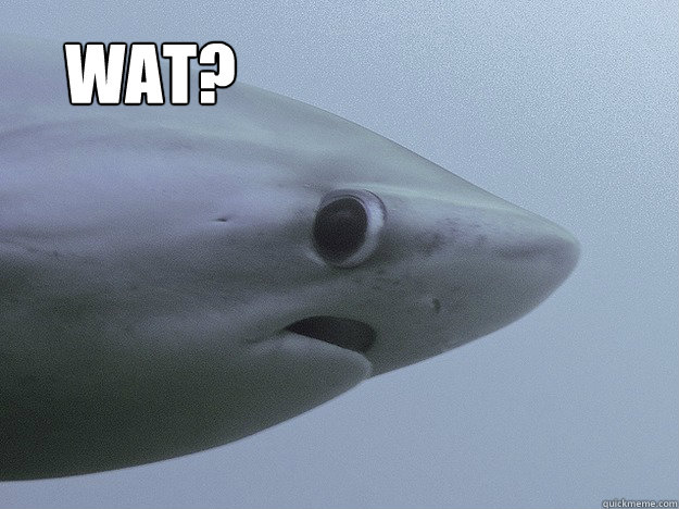 wat?   Shy Shark