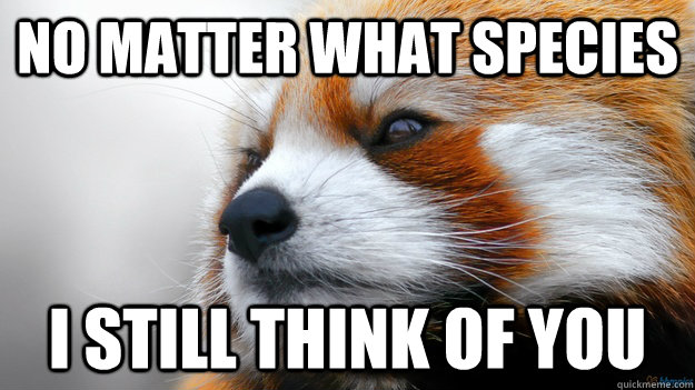 no matter what species i still think of you  Brave Red Panda