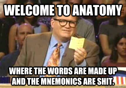 Welcome to Anatomy Where the words are made up and the mnemonics are shit.  Whose Line