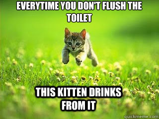 everytime you don't flush the toilet this kitten drinks from it  Excited Kitten