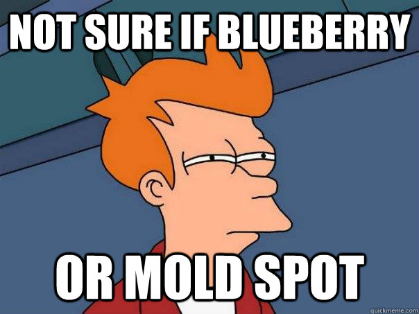 Not sure if blueberry Or mold spot - Not sure if blueberry Or mold spot  Futurama Fry