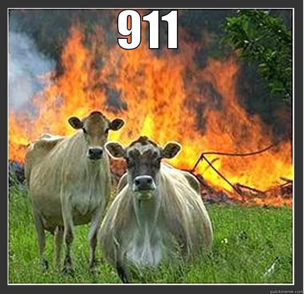 911  Evil cows