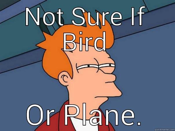 NOT SURE IF BIRD OR PLANE. Futurama Fry