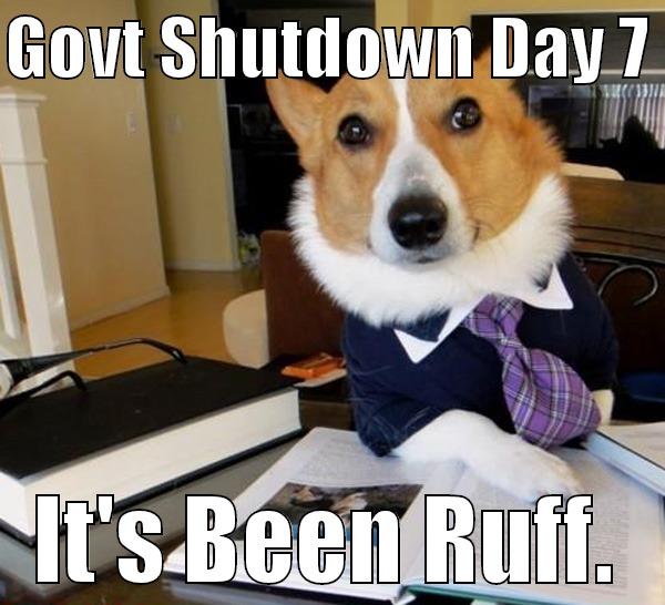 GOVT SHUTDOWN DAY 7  IT'S BEEN RUFF. Lawyer Dog