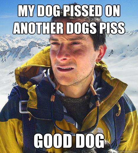 my dog pissed on another dogs piss Good dog  Bear Grylls