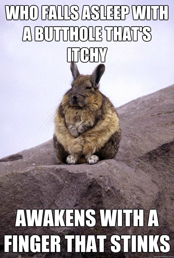 who falls asleep with a butthole that's itchy Awakens with a finger that stinks  Wise Wondering Viscacha