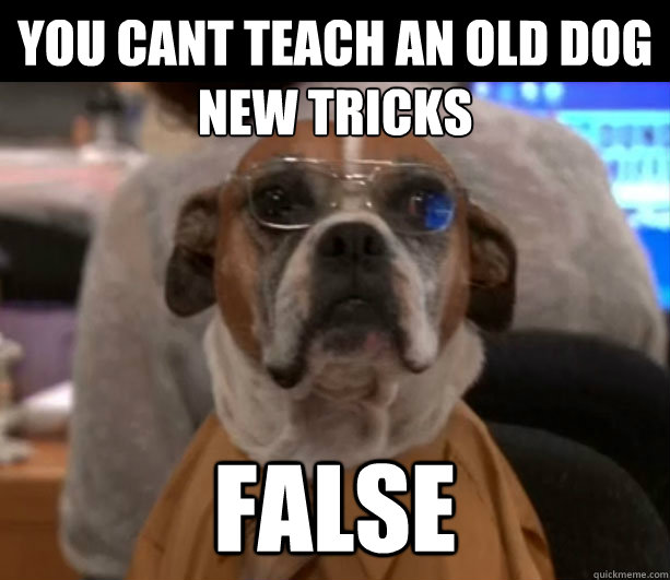 YOU CANT TEACH AN OLD DOG NEW TRICKS FALSE - YOU CANT TEACH AN OLD DOG NEW TRICKS FALSE  Business Dog Dwight