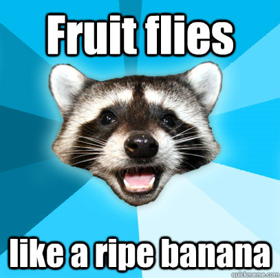 Fruit flies like a ripe banana - Fruit flies like a ripe banana  Lame Pun Coon