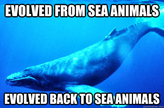 Evolved from sea animals evolved back to sea animals  Evolution Logic