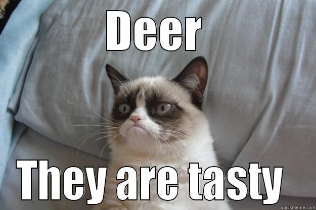 DEER THEY ARE TASTY  Grumpy Cat