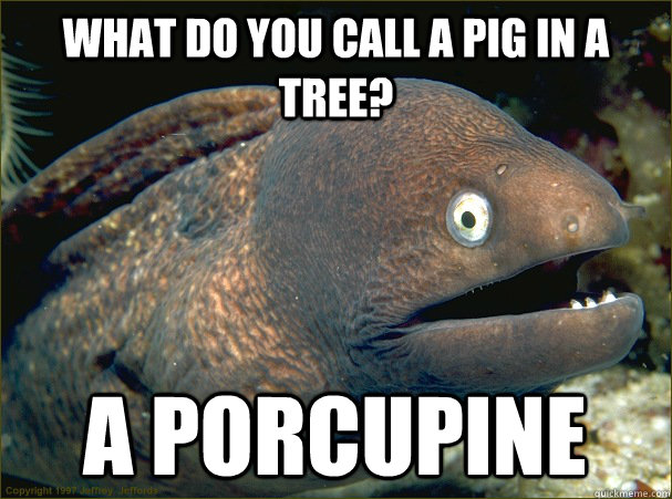 What do you call a pig in a tree? A porcupine  Bad Joke Eel