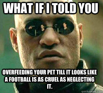 what if i told you overfeeding your pet till it looks like a football is as cruel as neglecting it.  