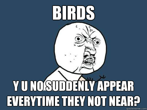 Birds y u no suddenly appear everytime they not near?  Y U No