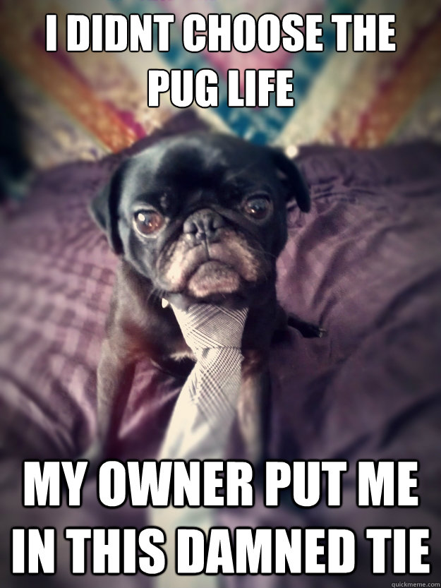 I didnt choose the pug life My owner put me in this damned tie  