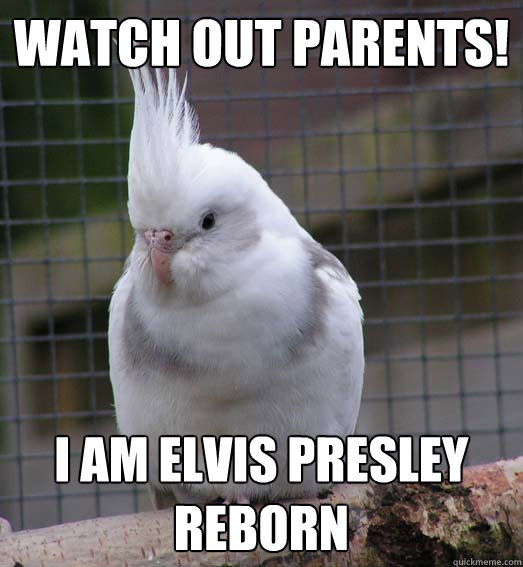 Watch out parents! I am elvis presley reborn  Cocky Cockatiel