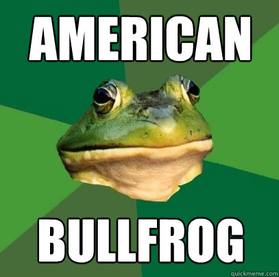 american bullfrog  Foul Bachelor Frog