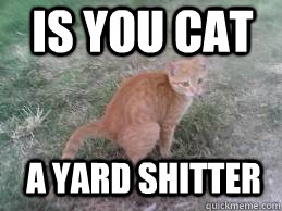 is you cat a yard shitter - is you cat a yard shitter  cat shitter