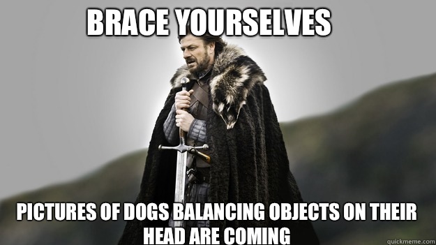 Brace yourselves Pictures of dogs balancing objects on their head are coming - Brace yourselves Pictures of dogs balancing objects on their head are coming  Ned stark winter is coming