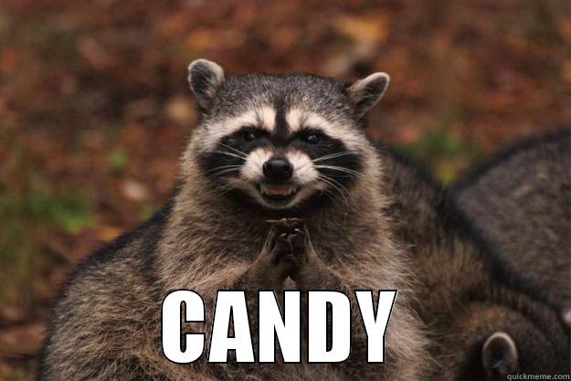 you be da boss -  CANDY Evil Plotting Raccoon